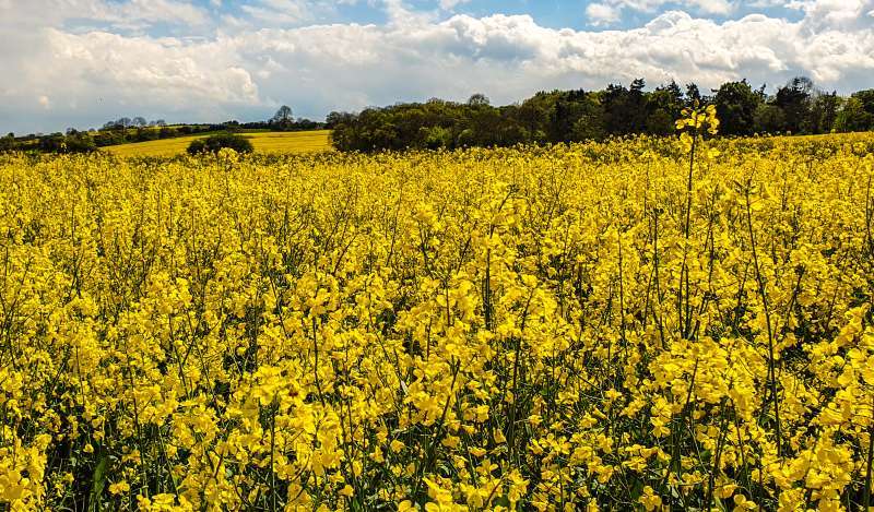 The business case for planting oilseed rape remains strong