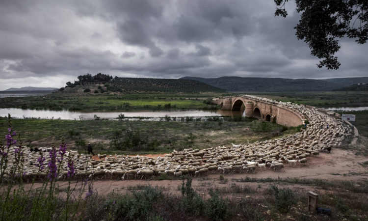 'Transhumance, a nomadic and free life' (Photo: Catalina Gomez Lopez - OIE Global Network 2019 Winner)