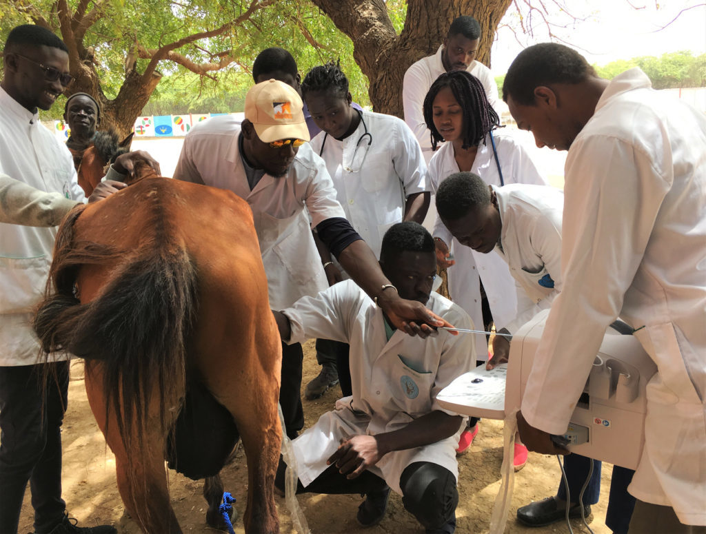 'Testicular ultrasound of a horse with a tumor: case received at the EISMV clinic in Dakar' (Photo: Boris Ouattara Africa Region 2019 Winner)