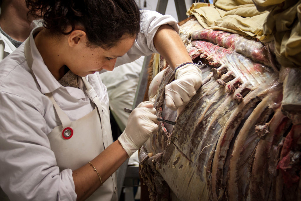 'Horse dissection by a veterinary student' (Photo: Mia Valomy - Europe Region 2019 Winner)