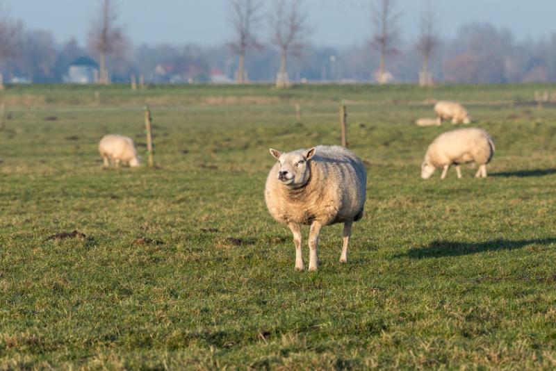 Sheep worth thousands have been stolen from the Moray farm