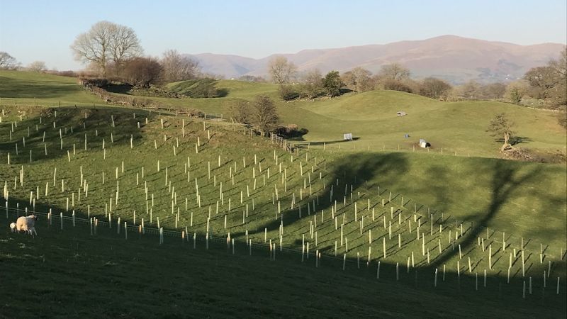 The project will contribute 85% of the costs to farmers wanting to plant more than half a hectare (Photo: Matthew Houseman/WTML)