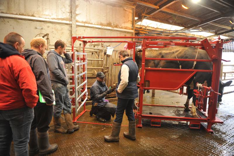 Experts delivered the advice as part of a Farming Connect Master Lameness course in Wales