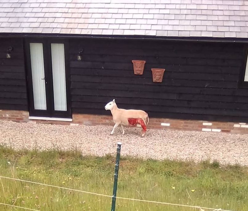 The Buckinghamshire farm said the animals are 'scared, hurt and will now need to be put down' (Photo: JC Farming Ltd/Facebook)