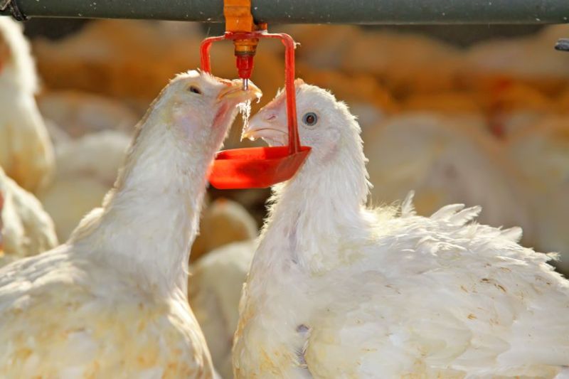 Globally, the increased demand from China may help support prices in the global poultry market this year