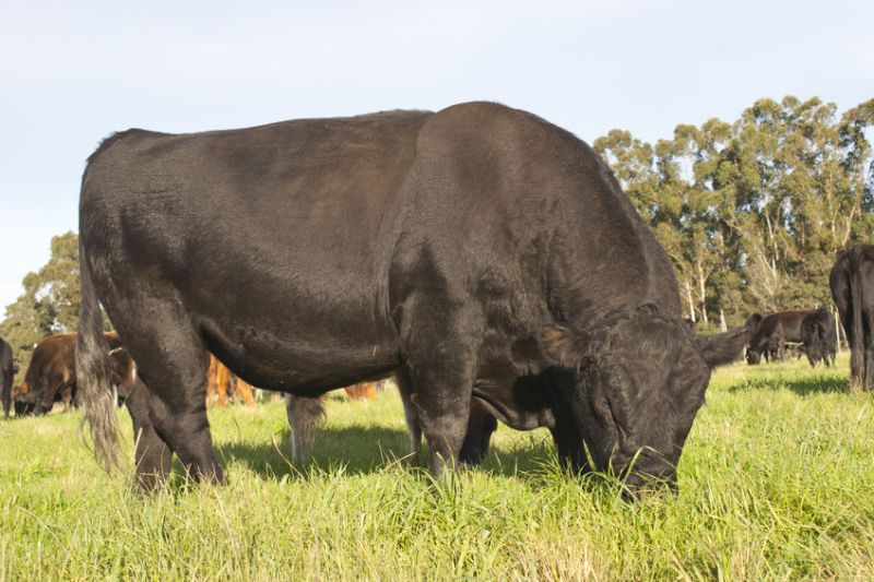 To enhance the information available to bull buyers, the National Beef Evaluations, a new set of EBVs, has been developed