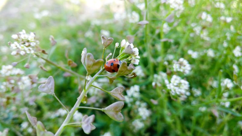 Researchers analysed a dataset to study the impact of the immediate landscape on the weeds in and around arable fields (Photo: H Metcalfe)