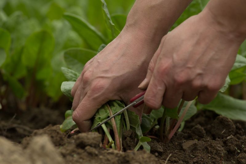 Farmers are seeing a significant labour shortage this year