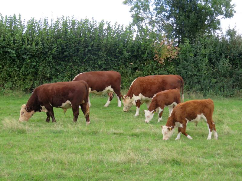 Animals that are fed only grass are 'part of the solution' to global warming