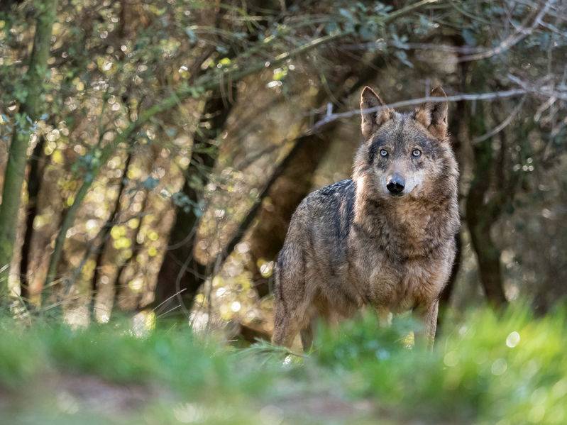 Wolves are typically considered as an enemy to farmers, notorious for carrying out deadly raids against livestock