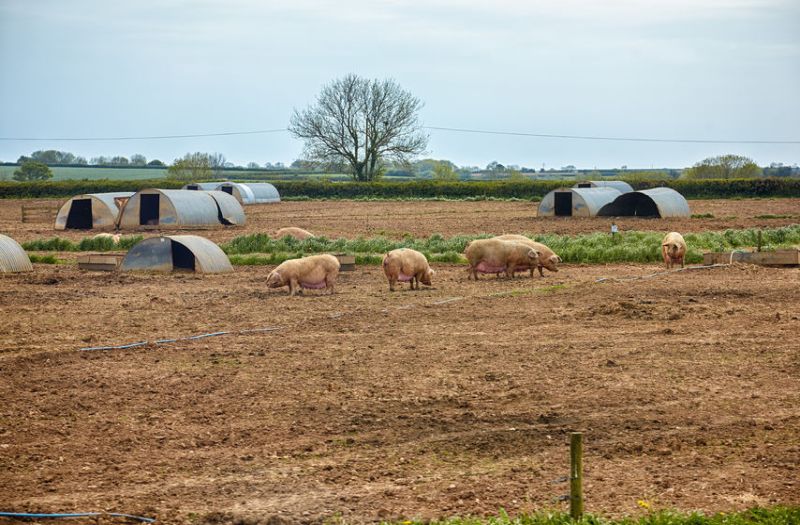 Any future UK-US deal could dilute pig sector standards and allow 'cheaper' US pork on the market