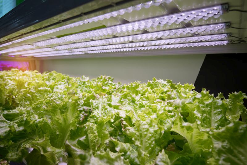 Ocado is investing in vertical farm technology so it can grow produce nearer its operations