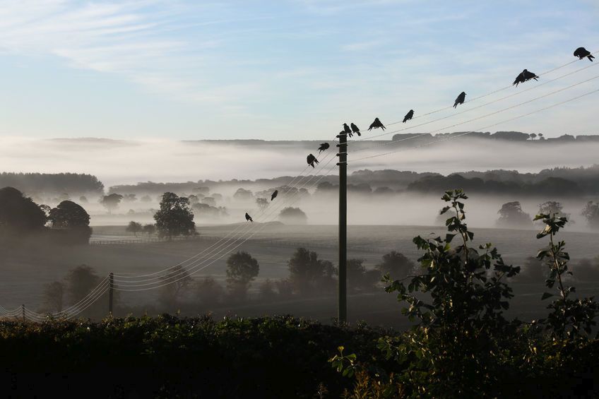 Three new general licences for the killing or taking of wild birds in England have been issued today