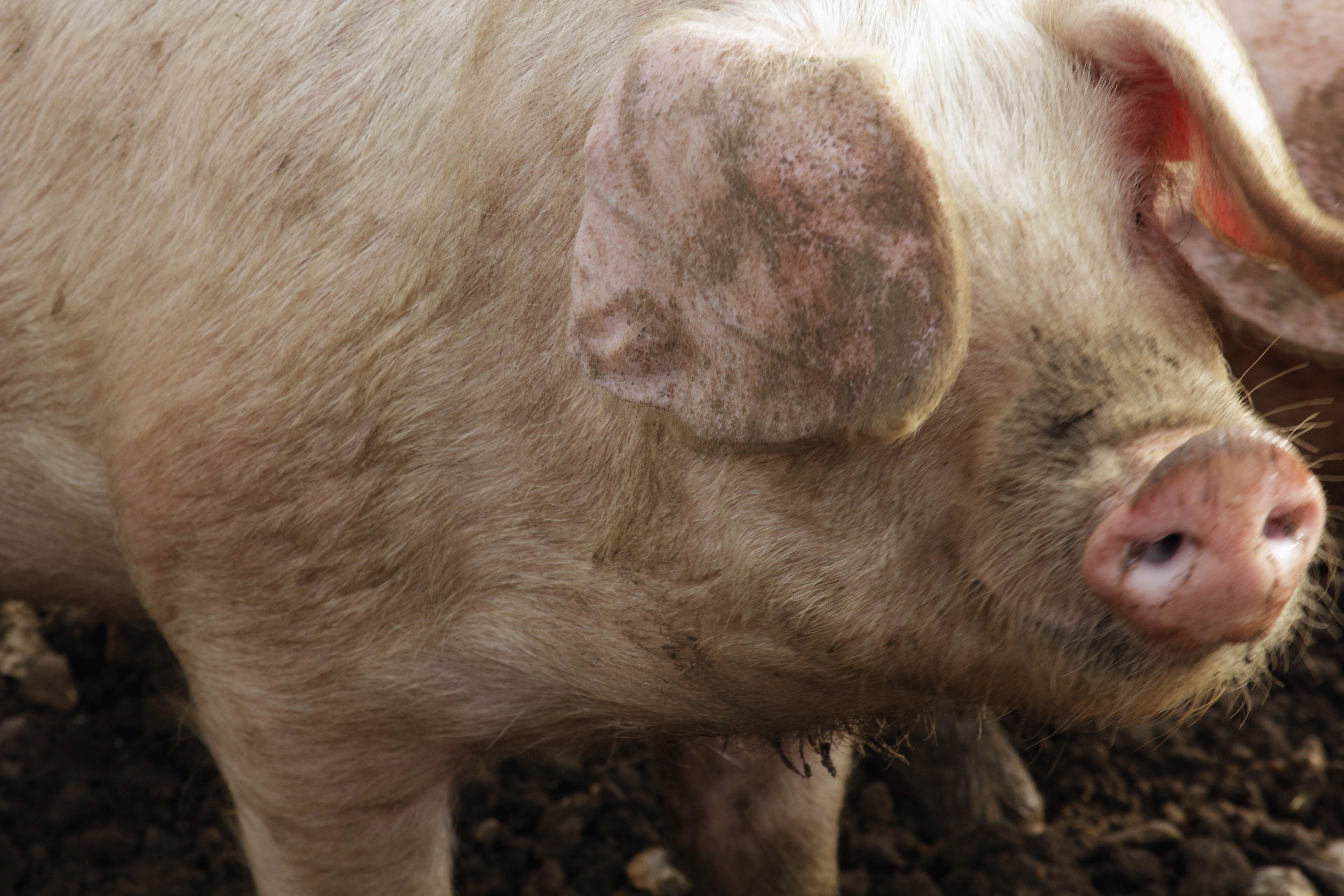 Eligible pig farmers can access 80% funding towards an initial herd health plan