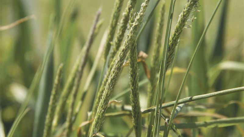 Glyphosate is one of the few herbicides that blackgrass isn’t already resistant to