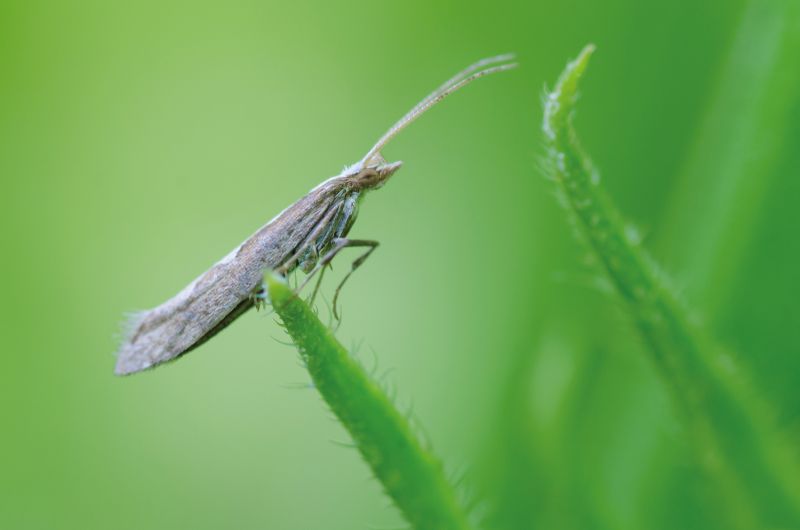 Diamondback moth infestation in 2016 led to the devastation of high-value vegetable crops