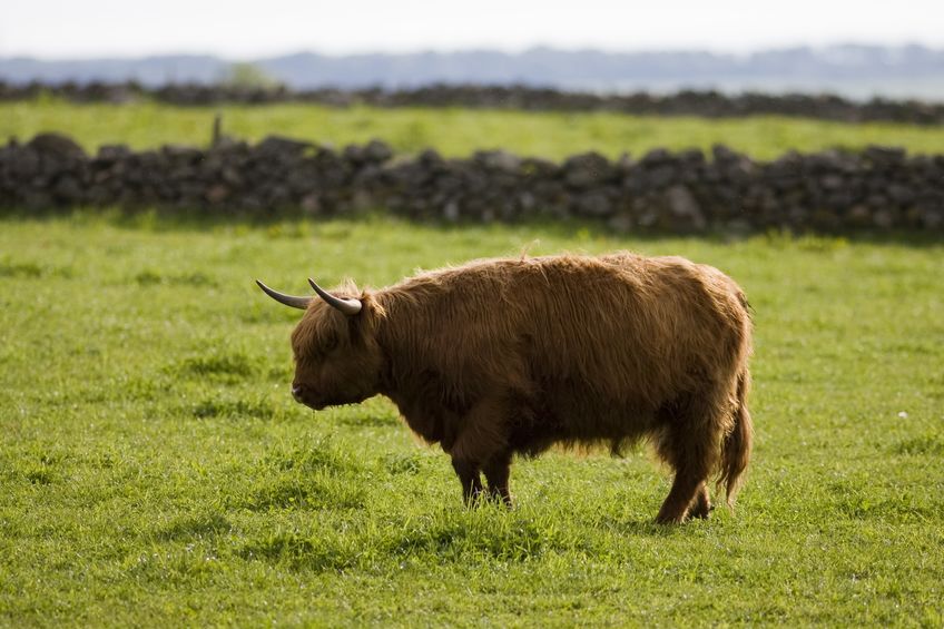 Scottish farmers and crofters producing beef are facing adverse conditions