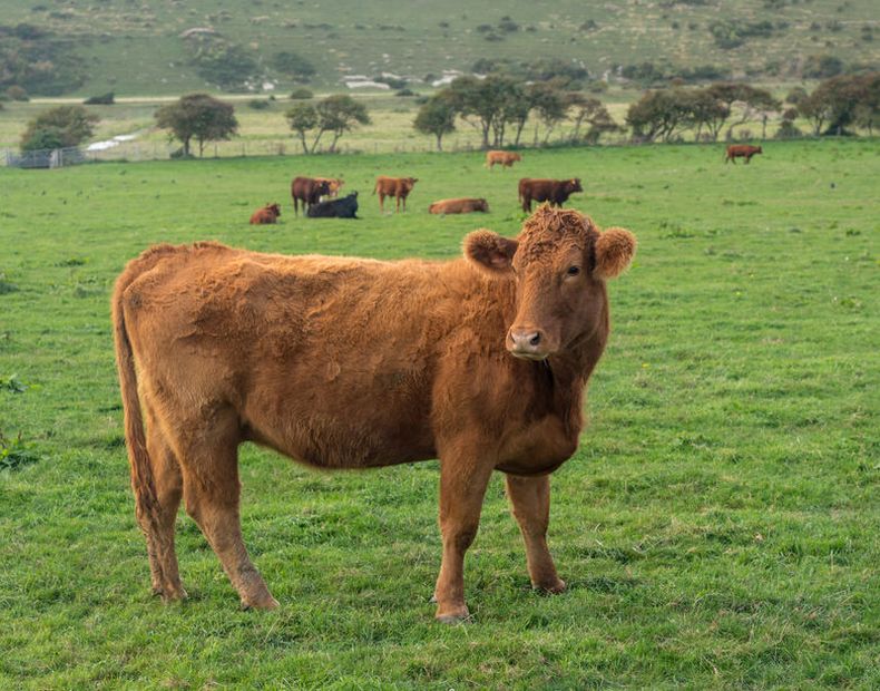 The professor urged the UK not to dilute animal welfare standards in any post-Brexit trade deals