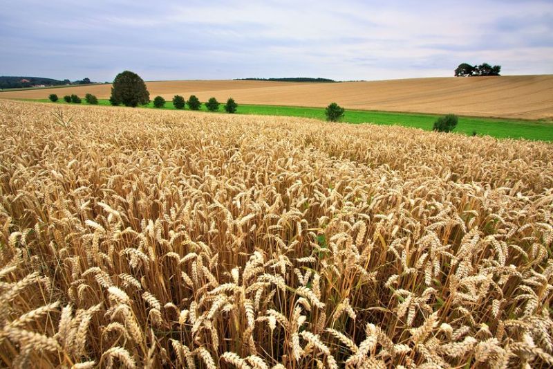 Wheat is a staple food for millions of people – but as extreme droughts become more frequent, farmers face the prospect of dwindling yields