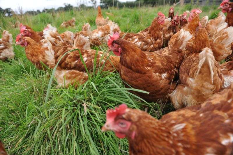 Caution urged around growth in Welsh poultry sector despite strong demand