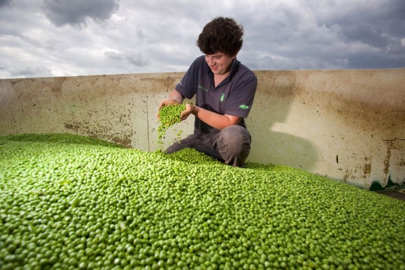 The UK is 90% self-sufficient in pea production, new figures show ahead of the week-long initiative