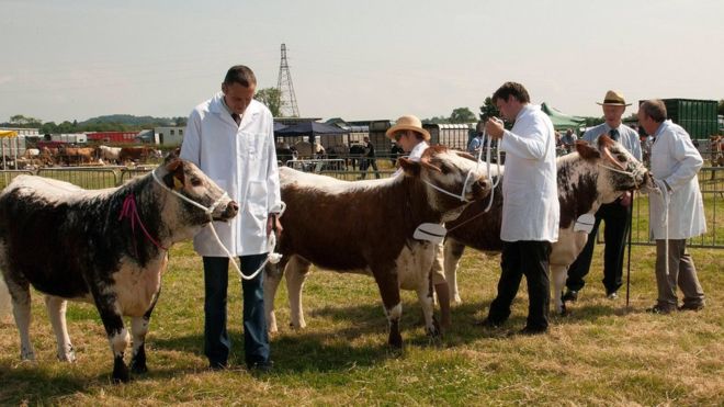 Defra withdrew the show's licence to host sheep and cattle (Photo: Derbyshire County Show)