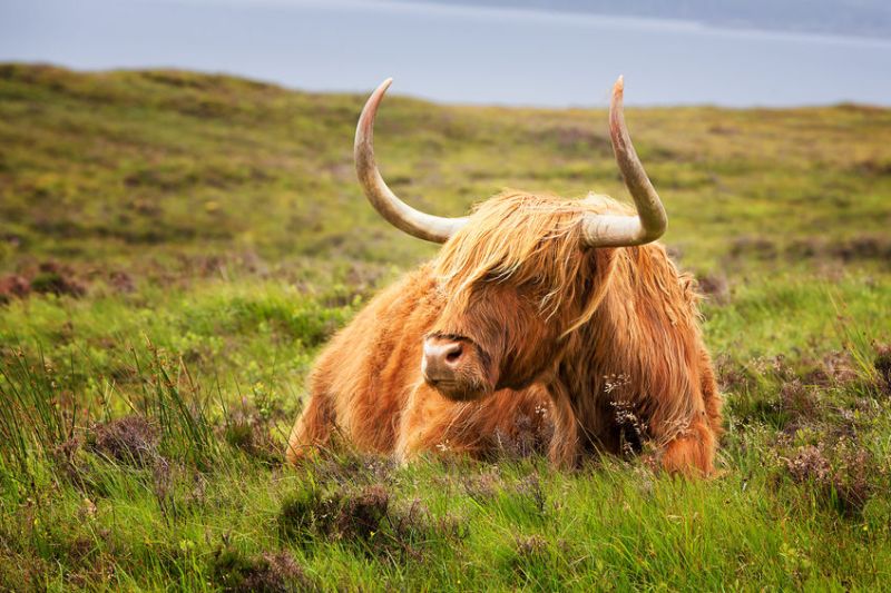 The aim of the campaign is to increase public awareness of Scottish red meat industry