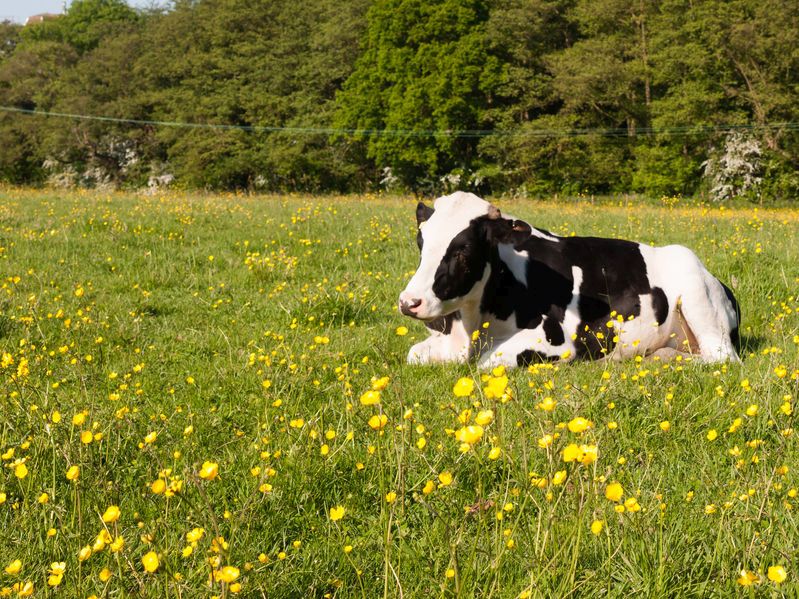 New and emerging technologies can make dairy production more efficient by optimising the entire chain