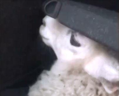 The 23-year-old man released the stolen sheep in Sheffield (Photo: Derbyshire Rural Crime Team)