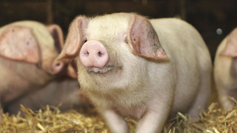 The aim of the project is to secure the future of the rare pig breed the British Lop 'forever'