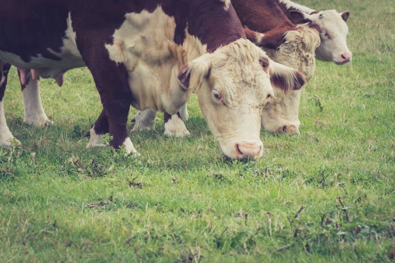 There is concern that with over 70% of cattle being processed by a handful of companies who supply 10 retailers, this lack of competition allows value to be taken out of the market