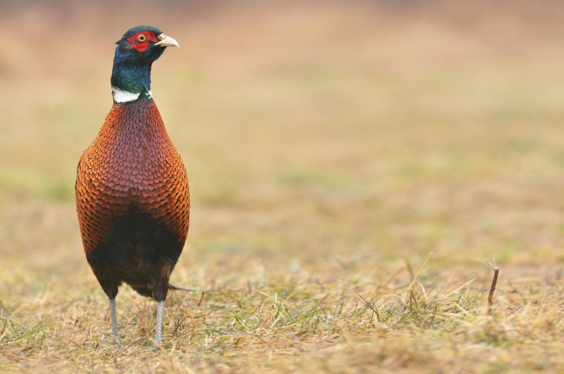 The new audit has introduced an animal passport which transfers any information between the parties buying and selling game birds