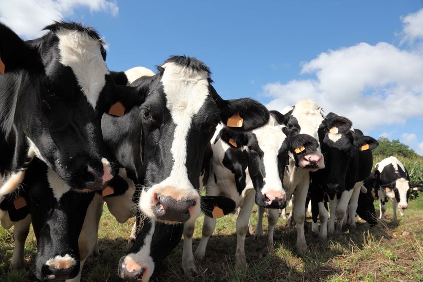 Milk production in Britain has reached record highs since November 2018