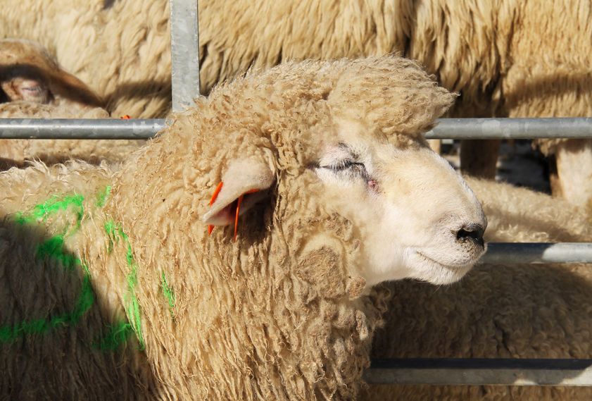 Sheep farmers say a range of different market options are needed to help provide resilience against volatility