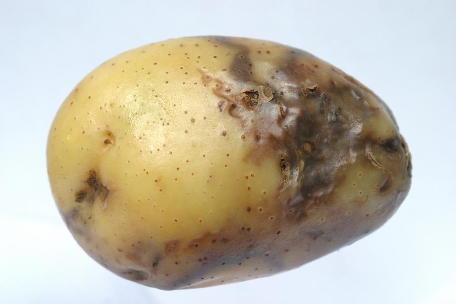 There's been a surge in reports of aggressive potato blight across the UK (Photo: Sutton Bridge CSR/AHDB)