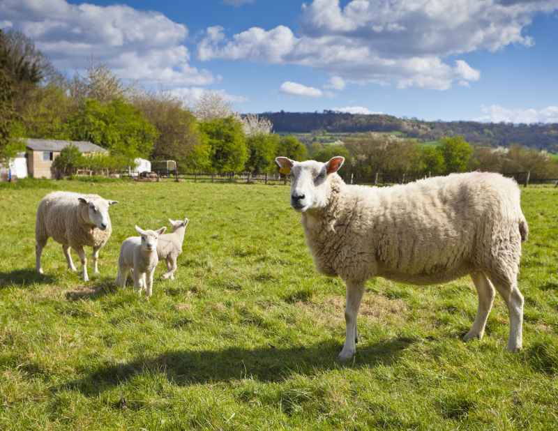 UK sheep farmers have criticised 'misleading media messages'