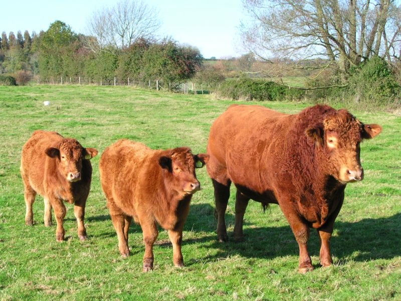 Beef farmers have called on a parliamentary committee to investigate the matter
