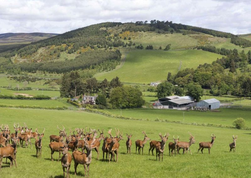 The deer enterprise was established in 2004 and has since grown to its current size of 200 breeding hinds (Photo: Savills)