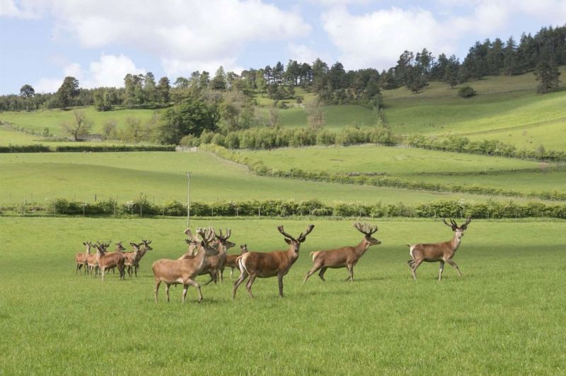 In addition to the deer herd, a flock of 100 Shetland and Shetland/Cheviot ewes are run on land outside the deer farm (Photo: Savills)