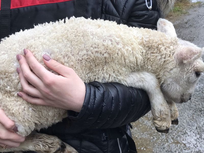 Benefits of flood alerts emphasised after a dozen stranded sheep were rescued in mid-June