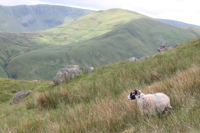 The National Sheep Association has called for a moratorium on agri-environment stocking reductions