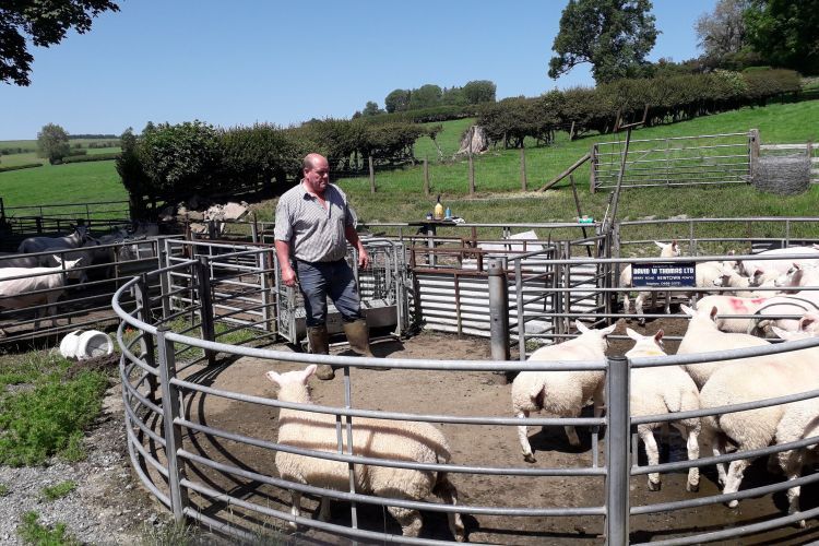 Hybu Cig Cymru – Meat Promotion Wales (HCC) highlights the benefits of proactive flock management at weaning time