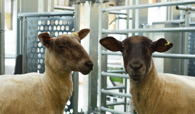 The new facility will house 400 or more ewes and up to 60 goats