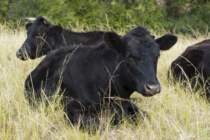 Cattle affected by headflies can spend less time spent grazing and decrease performance