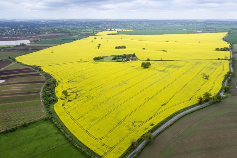 Due to poor establishment in the dry autumn, followed by cabbage stem flea beetle damage, OSR area has been reduced to the lowest level since 2003