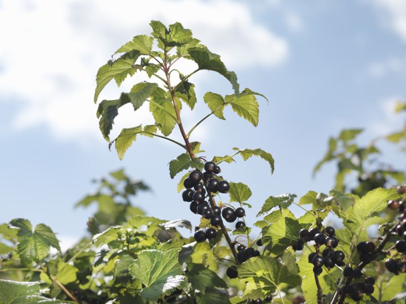 Climate change is making the UK experience warmer winters to the detriment of the British blackcurrant crop