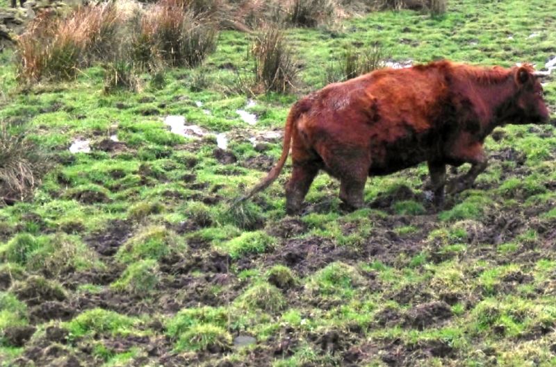 Animal welfare officers said the cows’ environment was 'unsuitable' (Photo: Calderdale Council)