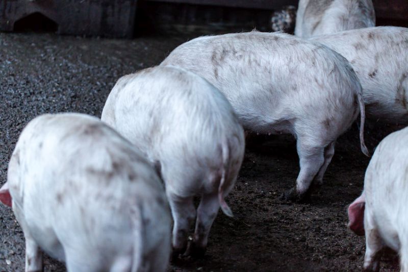 The UK pig industry believes the government estimate of £85m could actually be higher