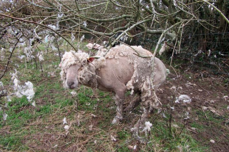 Dylan Williams was sentenced for seriously neglecting sheep with scab