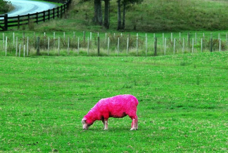 The council said it is 'entirely happy' that the water-based dye is 'completely safe'